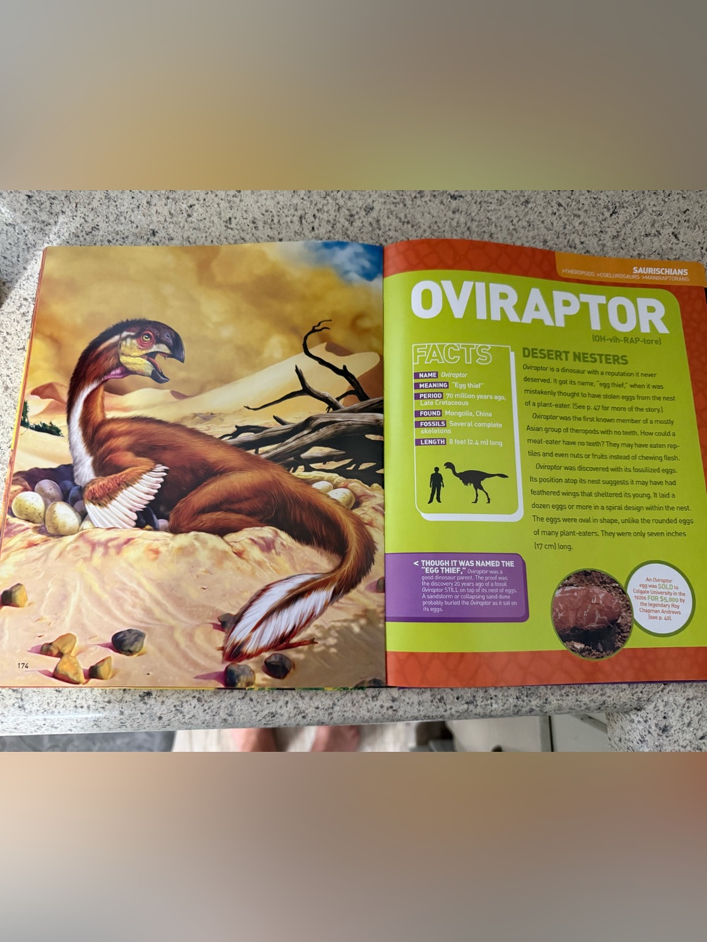 National Geographic Ultimate Dino-Pedia — Purple & Yellow Cover - Picture 2 of 3